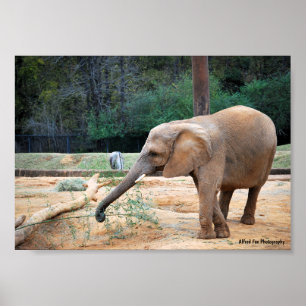 Póster Retrato de elefante africano en el parque