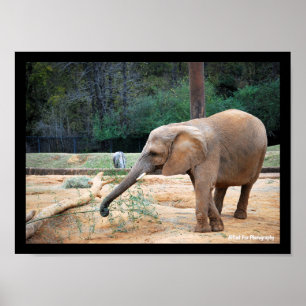 Póster Retrato de elefante africano en el parque