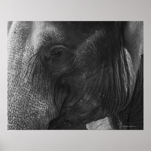 Póster Retrato de elefante blanco y negro (Frente)