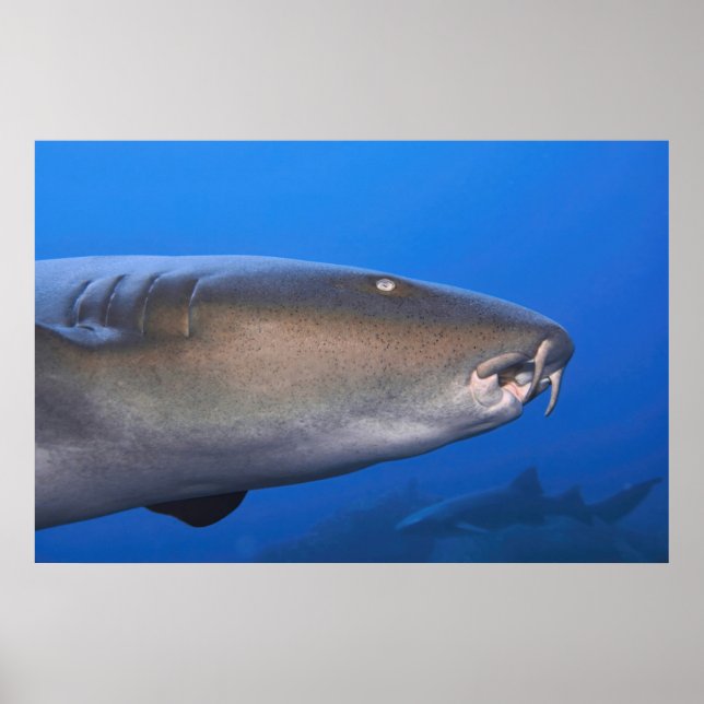 Póster Retrato de enfermera tiburón (Frente)