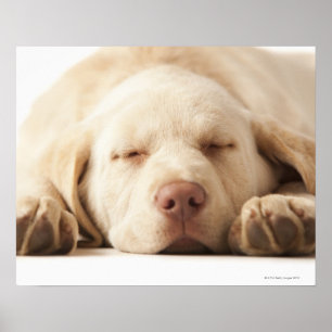 Póster Retrato de estudio de Yellow Labrador Retriever