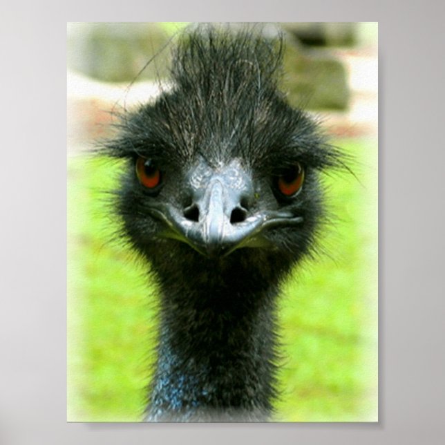 PÓSTER RETRATO DE FOTO DE AVES DE EMU (Frente)
