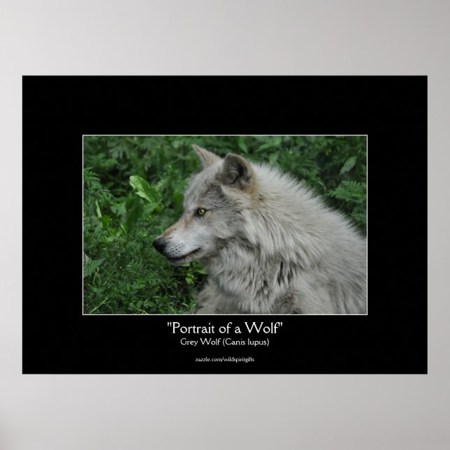 Póster Retrato de foto de vida silvestre Gray Wolf (Frente)