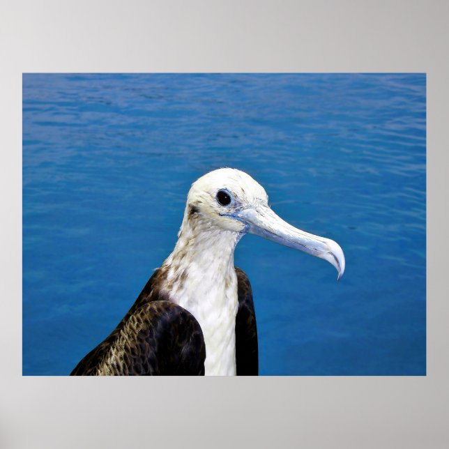 Póster Retrato de Frigatebird II (Frente)