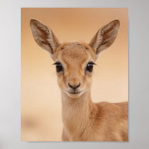 Retrato de gacela bebé – Pared de animales de guar