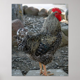 Póster Retrato de gallo