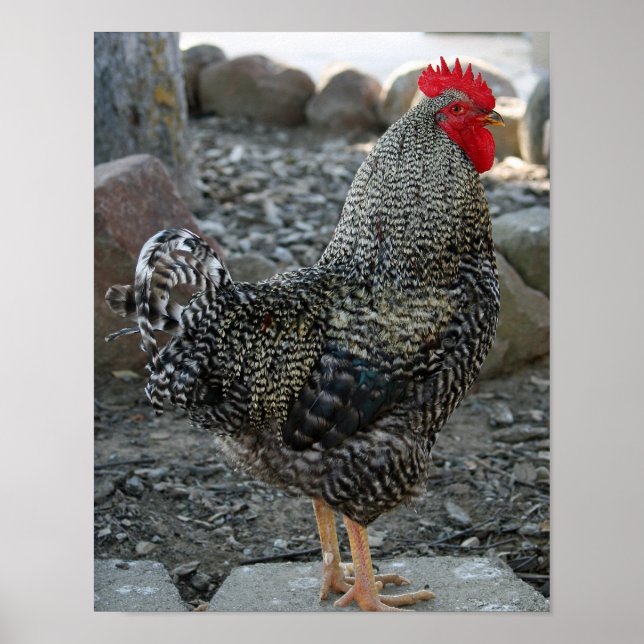 Póster Retrato de gallo (Frente)