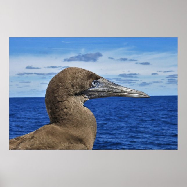 Póster Retrato de Gannet (Frente)
