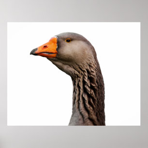 Póster Retrato de ganso