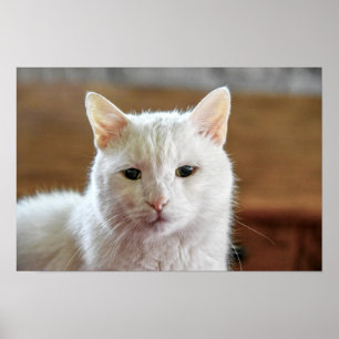 Póster Retrato de gato blanco turco angora