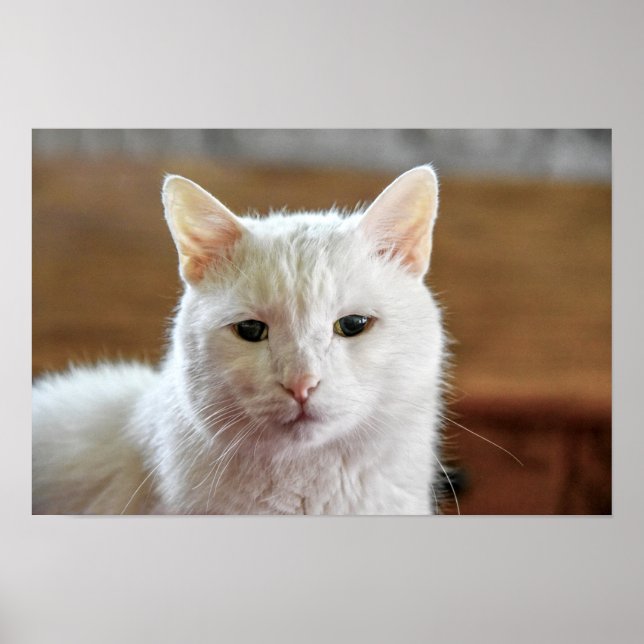 Póster Retrato de gato blanco turco angora (Frente)