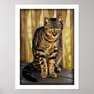 Póster Retrato de gato de Tortoiseshell, foto animal de c