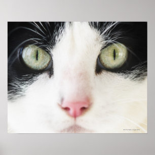 Póster Retrato de gato doméstico