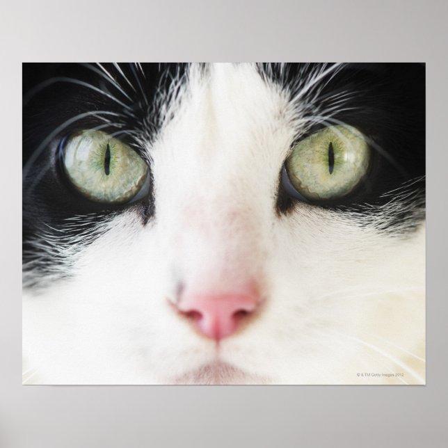 Póster Retrato de gato doméstico (Frente)