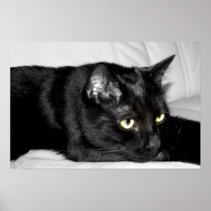 Póster Retrato de gato negro lindo