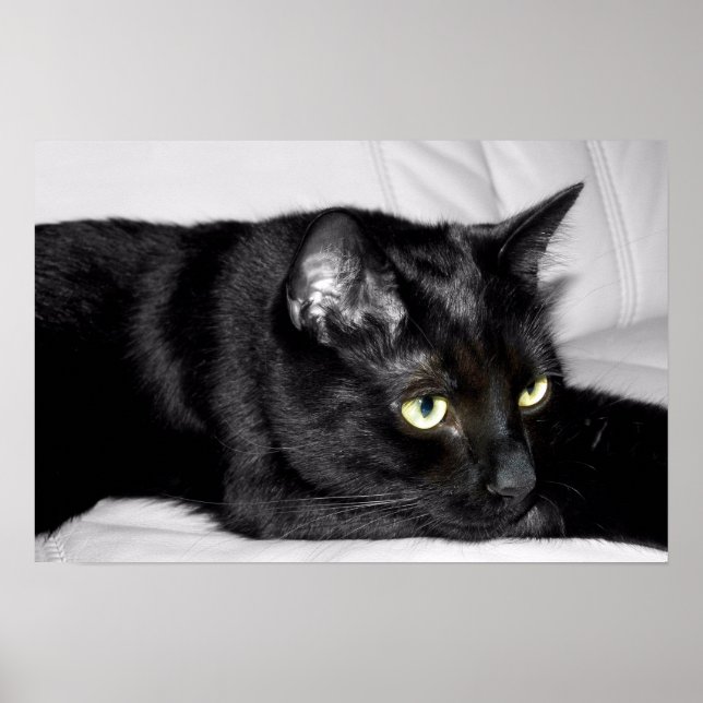 Póster Retrato de gato negro lindo (Frente)