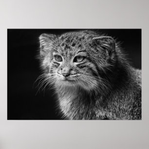 Póster Retrato de gatos de Pallas