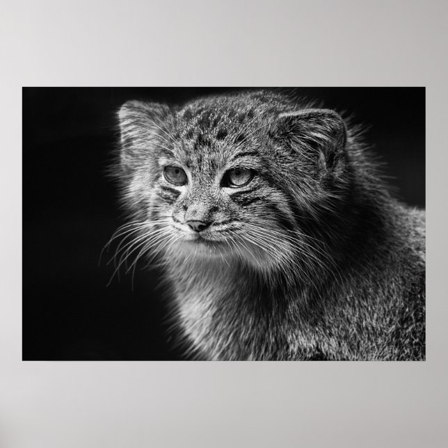 Póster Retrato de gatos de Pallas (Frente)