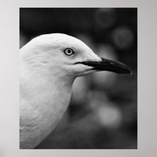 Póster Retrato de gaviota