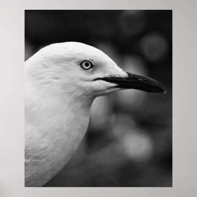 Póster Retrato de gaviota (Frente)