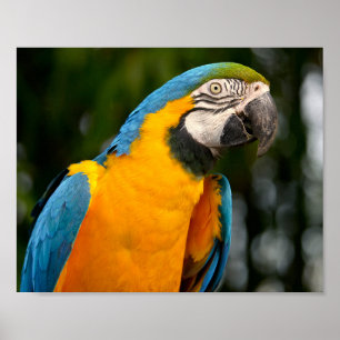 Póster Retrato de gelbbrustara macaw postcard square sti