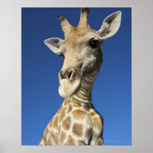 Póster Retrato de Giraffe (Giraffa Camelopardalis)