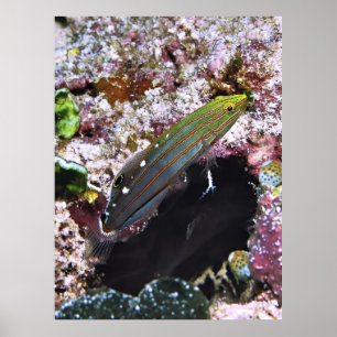 Póster Retrato de gloria antigua