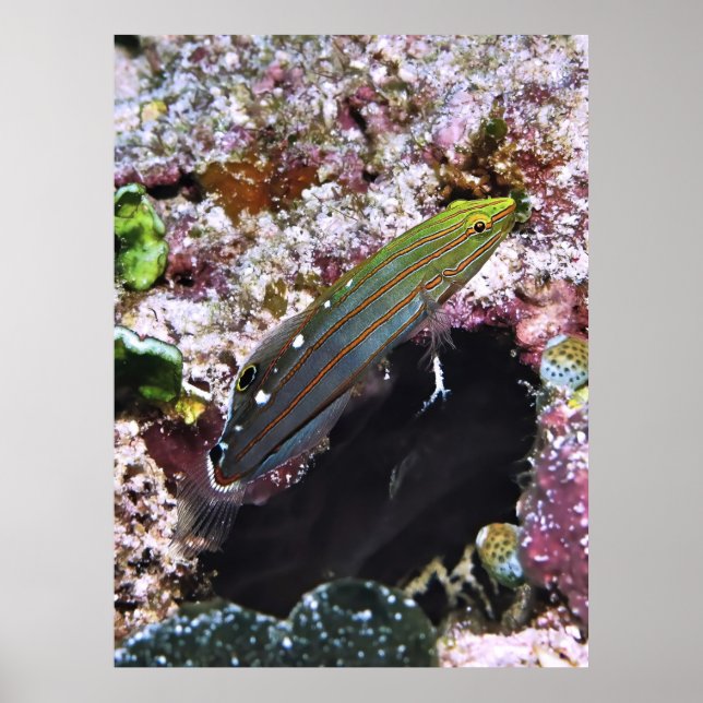 Póster Retrato de gloria antigua (Frente)