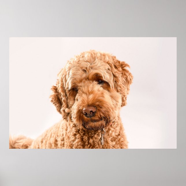 Póster Retrato de Goldendoodle Studio (Frente)