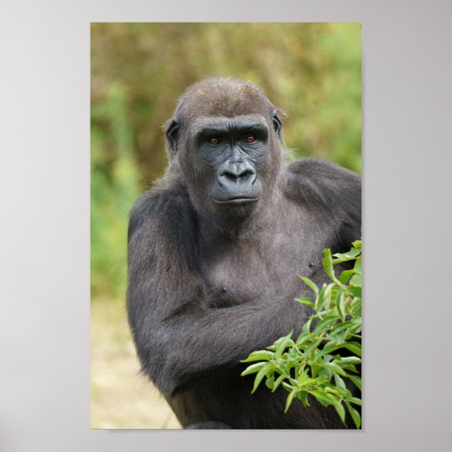Póster Retrato de gorila (Frente)