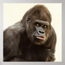 Retrato de gorila de Silverback