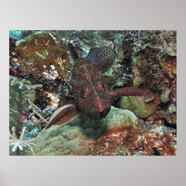 Póster Retrato de grises (Frente)