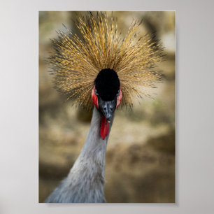 Póster Retrato de Grulla Coronada Gris con Cresta Dorada