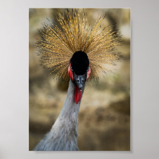 Póster Retrato de Grulla Coronada Gris con Cresta Dorada