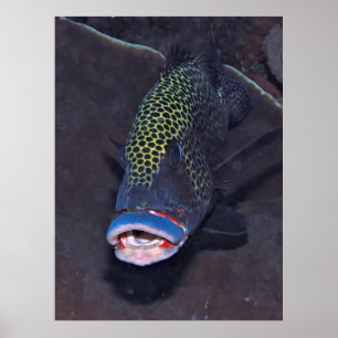 Póster Retrato de Harlequin Sweetlips