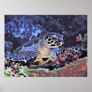 Póster Retrato de Hawksbill