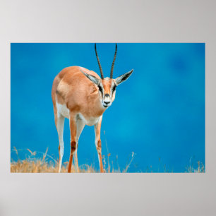 Póster Retrato de hembra de gacela de Grant (Gazella gran