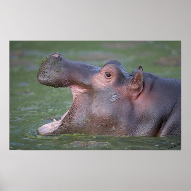 Póster Retrato de Hipopótamo VII (Frente)