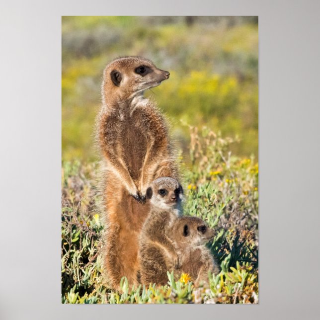 Póster Retrato de la familia Meerkat (Frente)