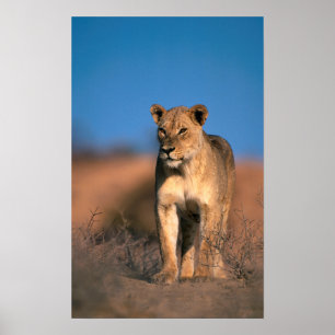 Póster Retrato de la leona (Panthera Leo)