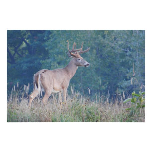 Póster Retrato de la naturaleza de Whitetail Buck