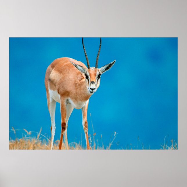 Póster Retrato de la oveja Gazella Granti de Grant (Frente)