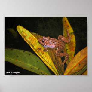 Póster Retrato de la Rana de Agua Ibérica