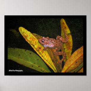 Póster Retrato de la Rana de Agua Ibérica