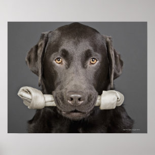 Póster Retrato de labrador de chocolate