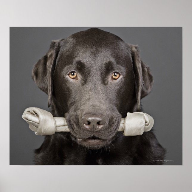 Póster Retrato de labrador de chocolate (Frente)