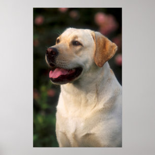 Póster Retrato de Labrador Retriever, Hilton