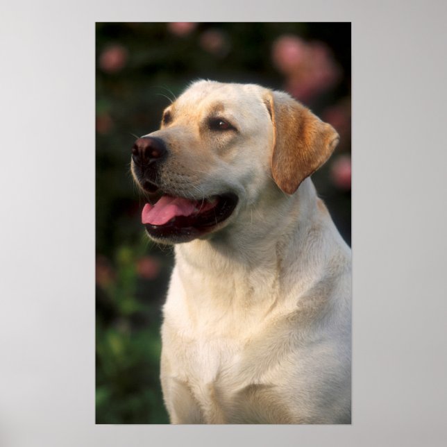 Póster Retrato de Labrador Retriever, Hilton (Frente)