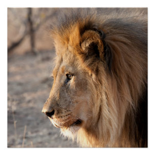 Póster Retrato de león