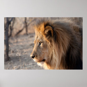 Póster Retrato de león